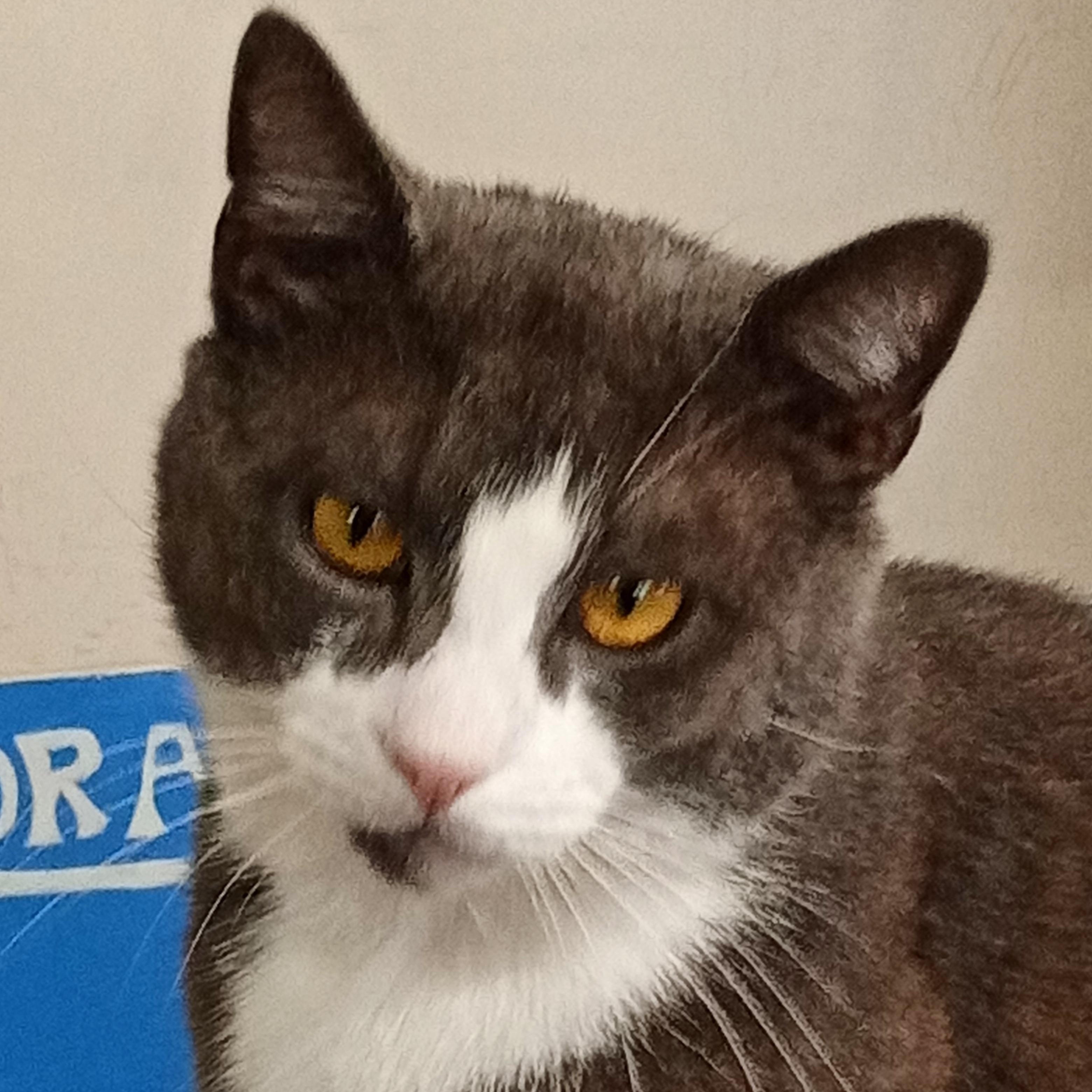 Enlarge Jimmy, a Adoptable Domestic Short Hair in Chehalis, WA image 1/6
