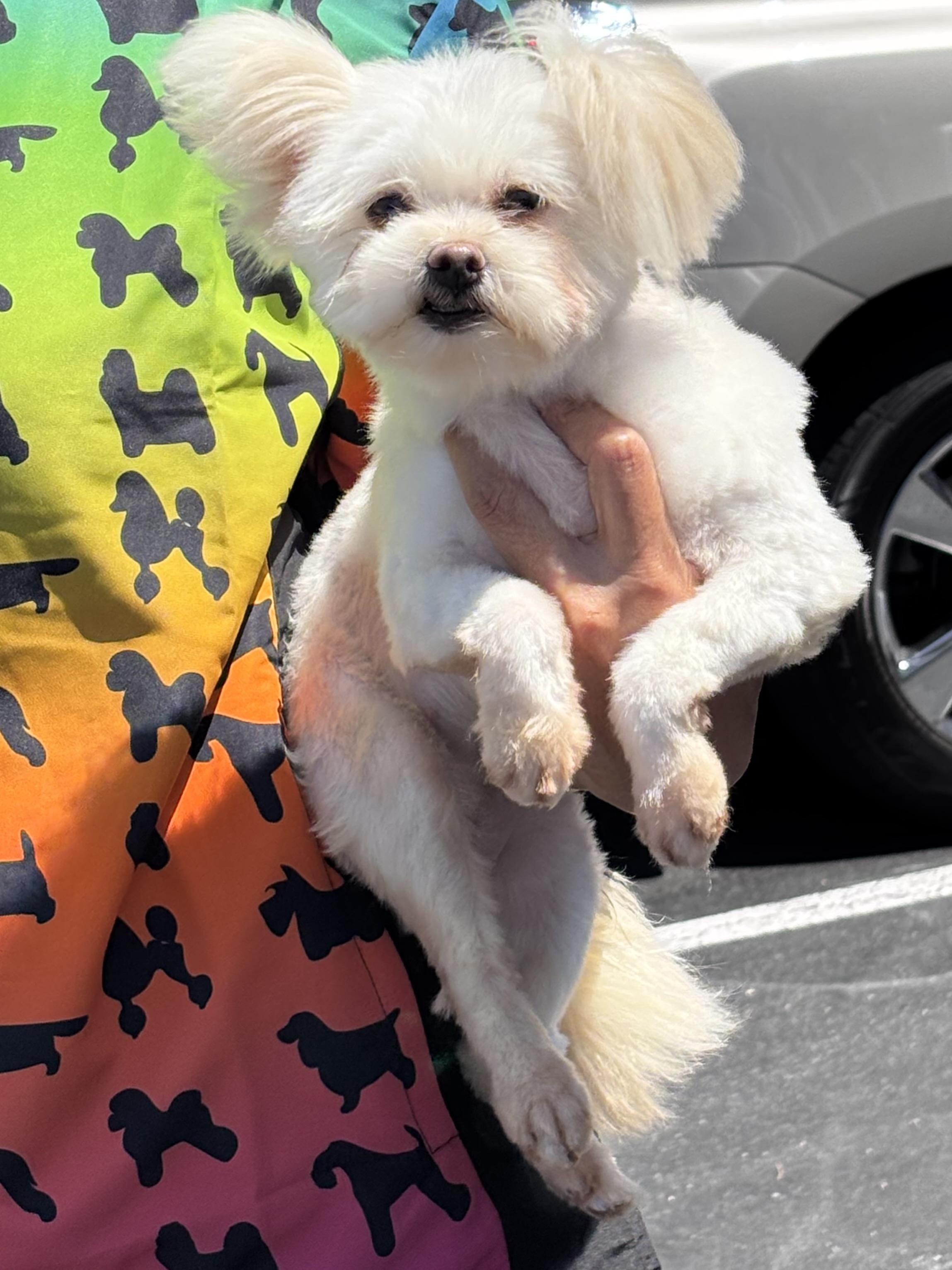 Enlarge Chata, a Adopted mixed breed in Helendale, CA image 1/1