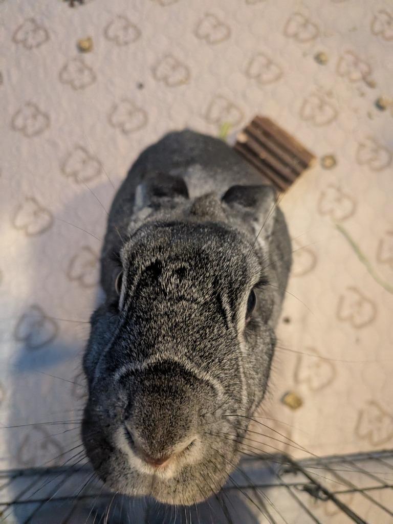 Zeus, Adoptable, Adult Male Chinchilla.