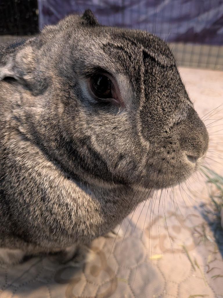 Enlarge Zeus, a Adoptable Chinchilla in Hyde Park, NY image 2/2