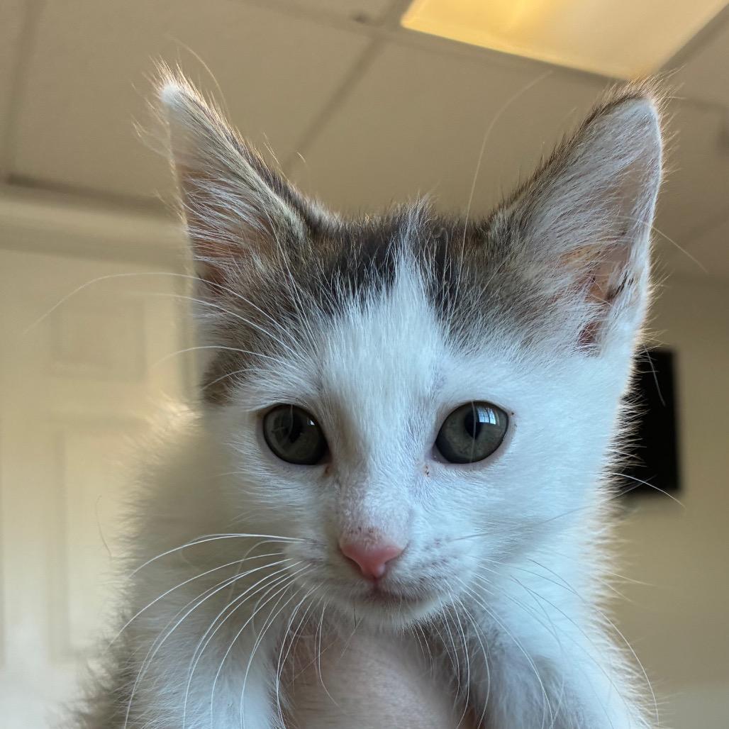 Enlarge Linzer, a Adoptable Domestic Short Hair in Uniontown, PA image 1/1