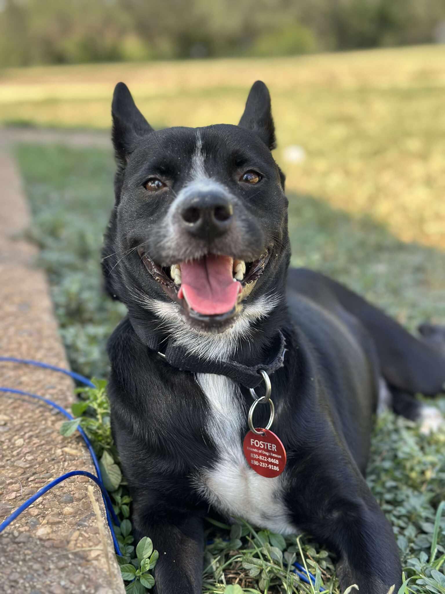 Cooper — thumbnail 4