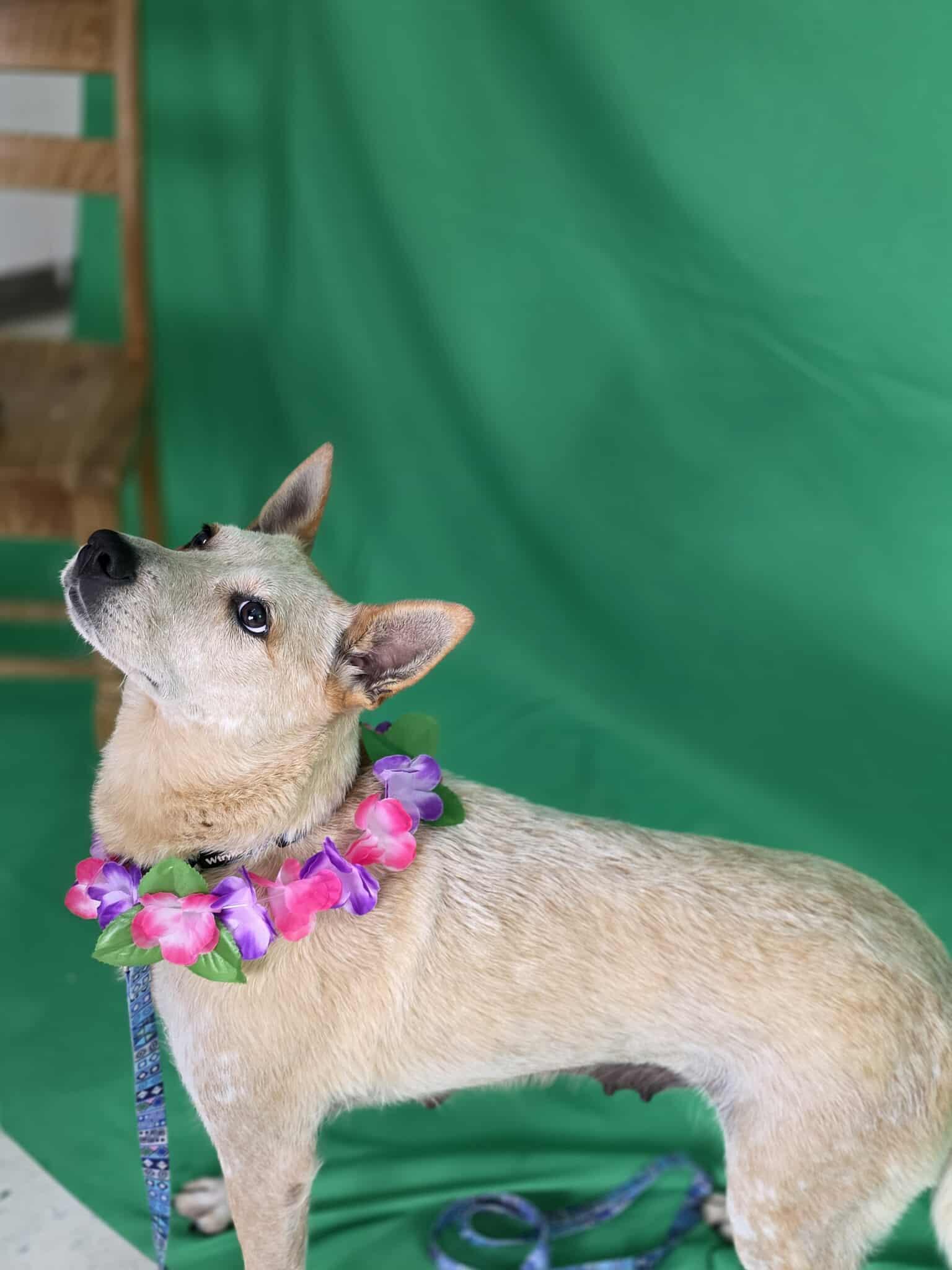Lady, Adult Female Australian Cattle Dog / Blue Heeler