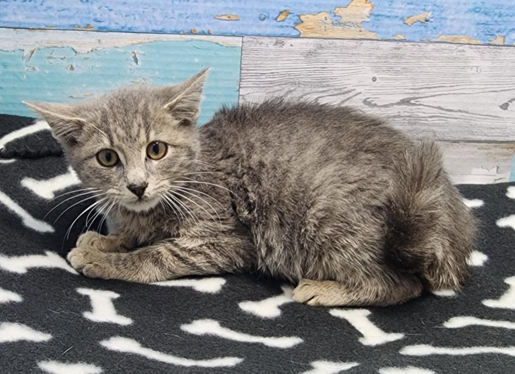 Jenkins, Adoptable, Kitten Male Domestic Short Hair.