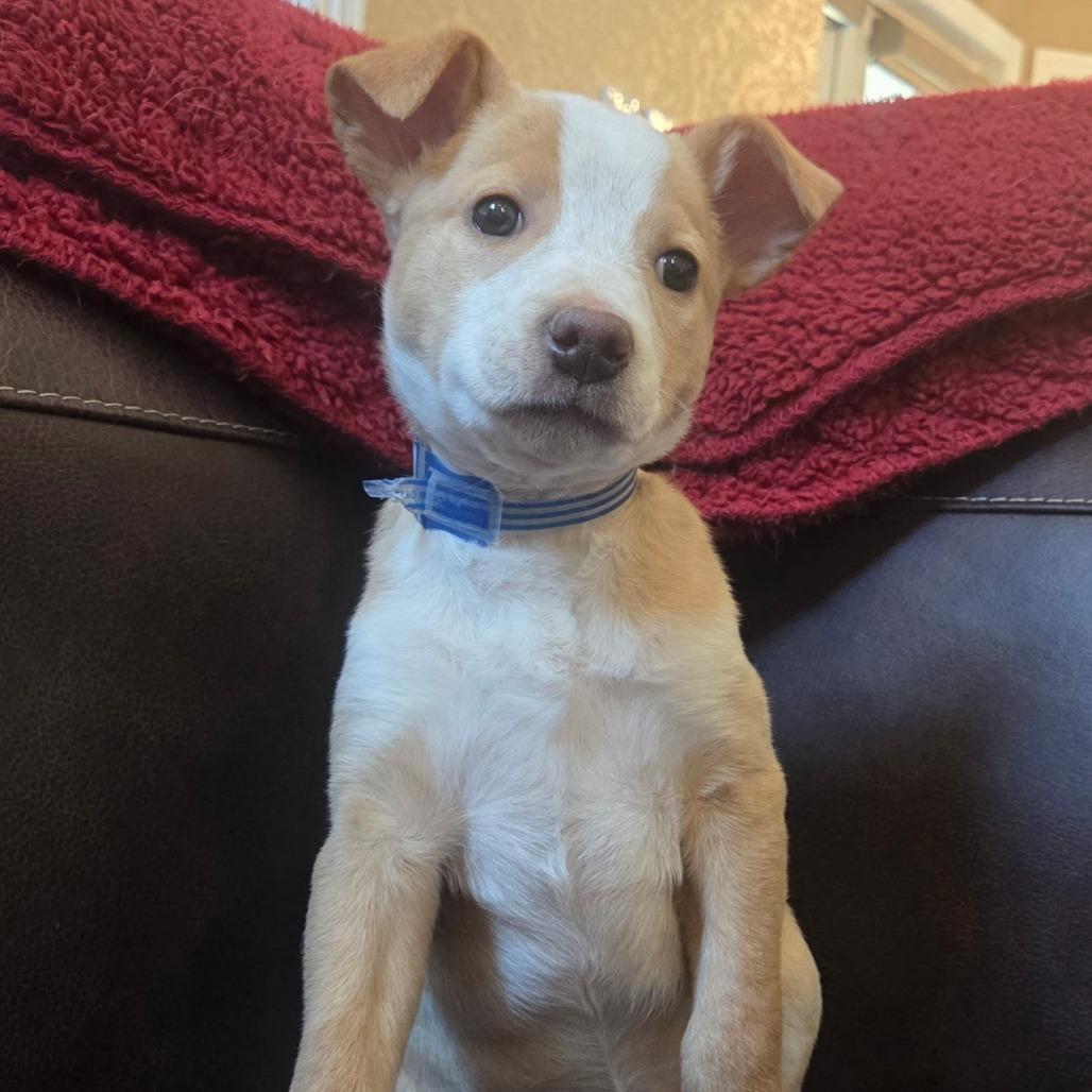 96 (2026) Basil, Adoptable, Puppy Female Shepherd & Cattle Dog.