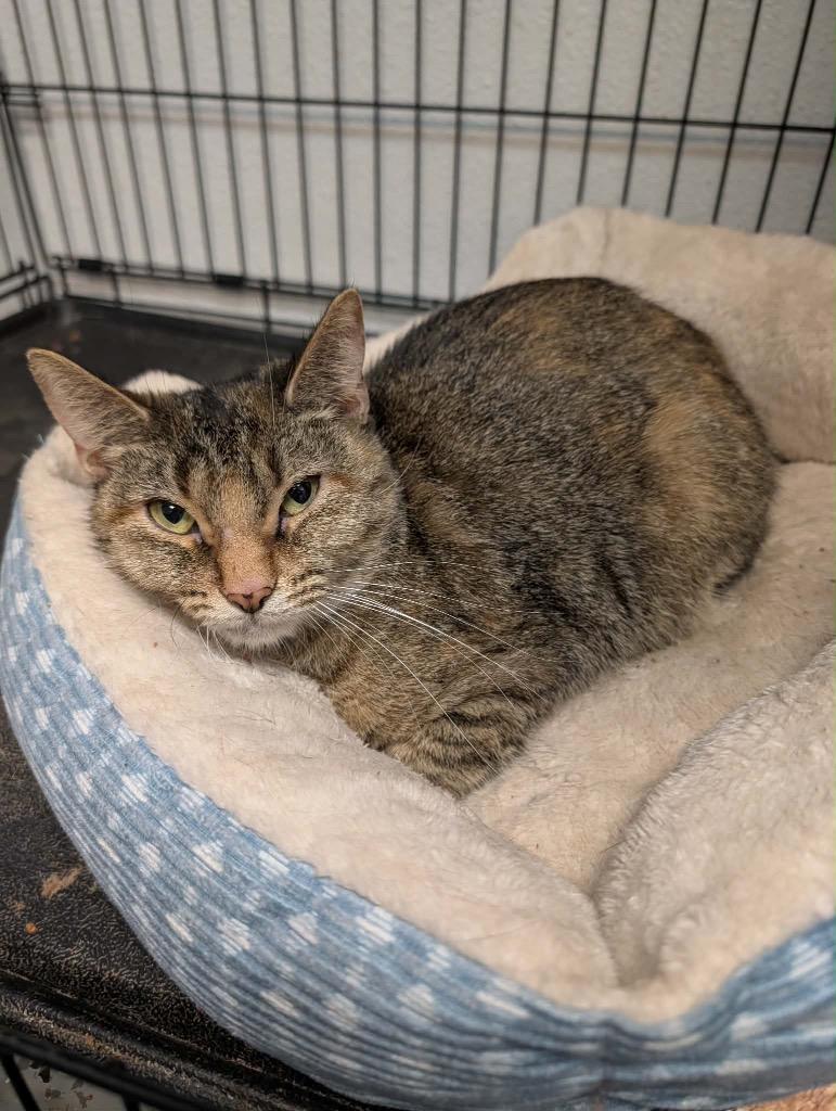 Enlarge Dawn (8-ball), a Adoptable Tabby in Grand Junction, CO image 1/3