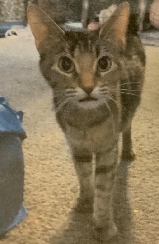 Enlarge Dawn (8-ball), a Adoptable Tabby in Grand Junction, CO image 2/3