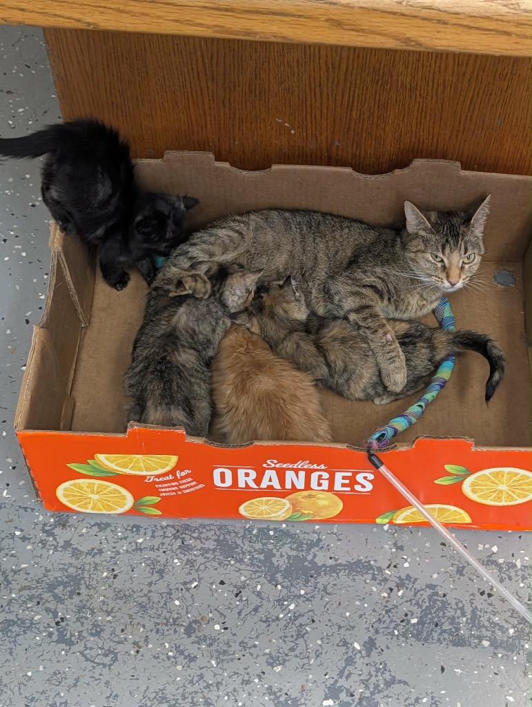 Enlarge Dawn (8-ball), a Adoptable Tabby in Grand Junction, CO image 3/3