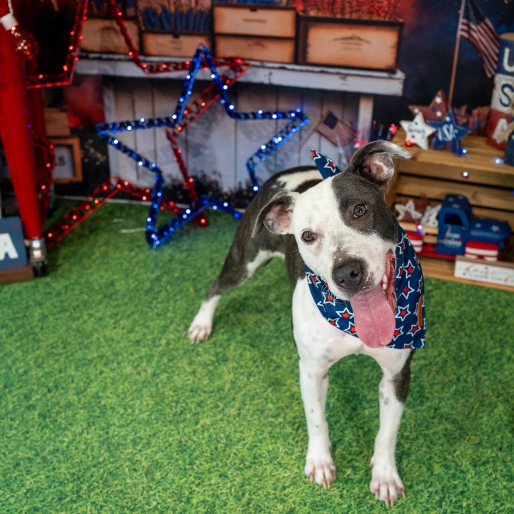 Isabelle, Adoptable, Adult Female Pit Bull Terrier & Mixed Breed.