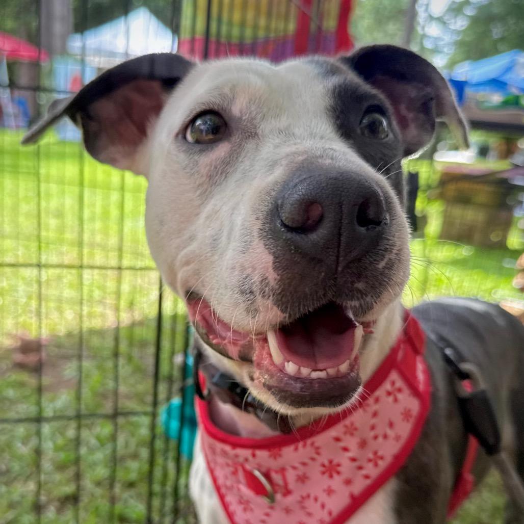 Isabelle, Adoptable, Adult Female Pit Bull Terrier & Mixed Breed.
