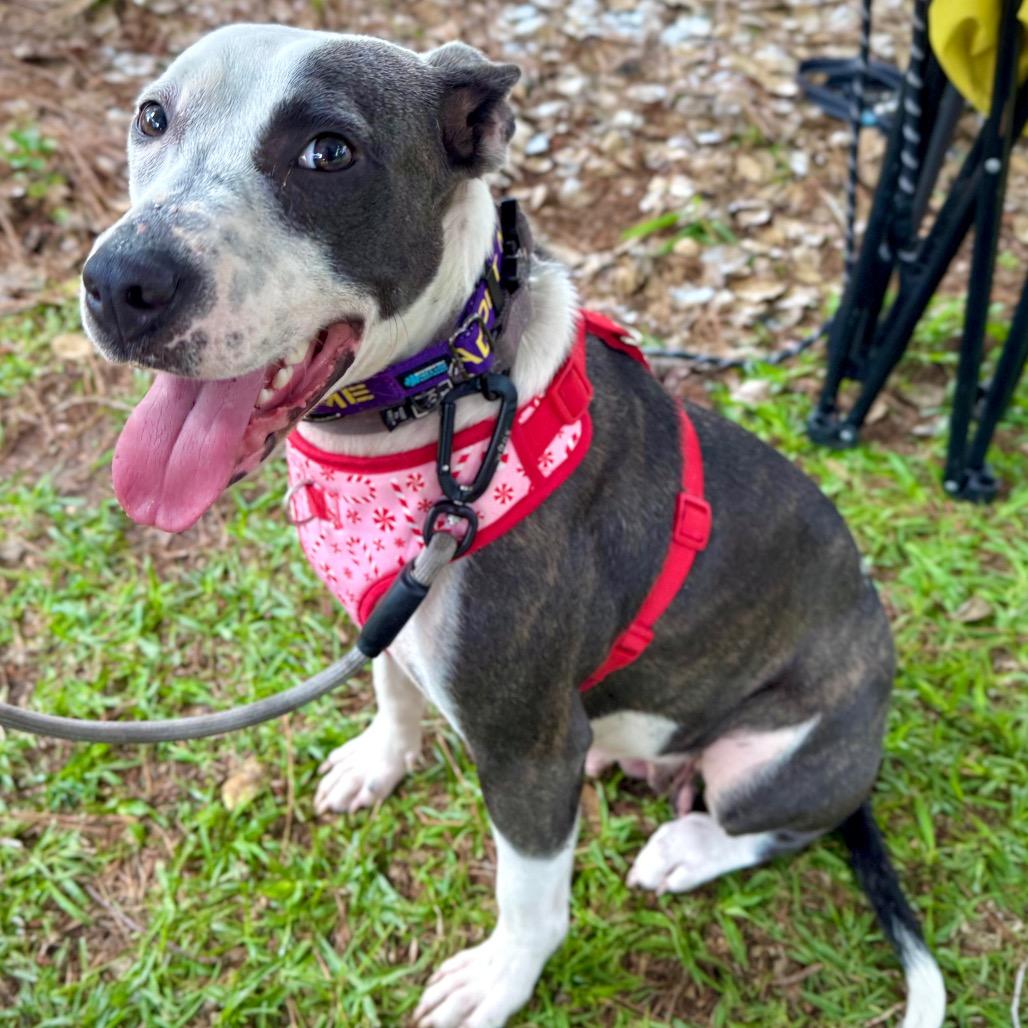 Isabelle, a Adoptable mixed breed in Aberdeen, NC image 4/6