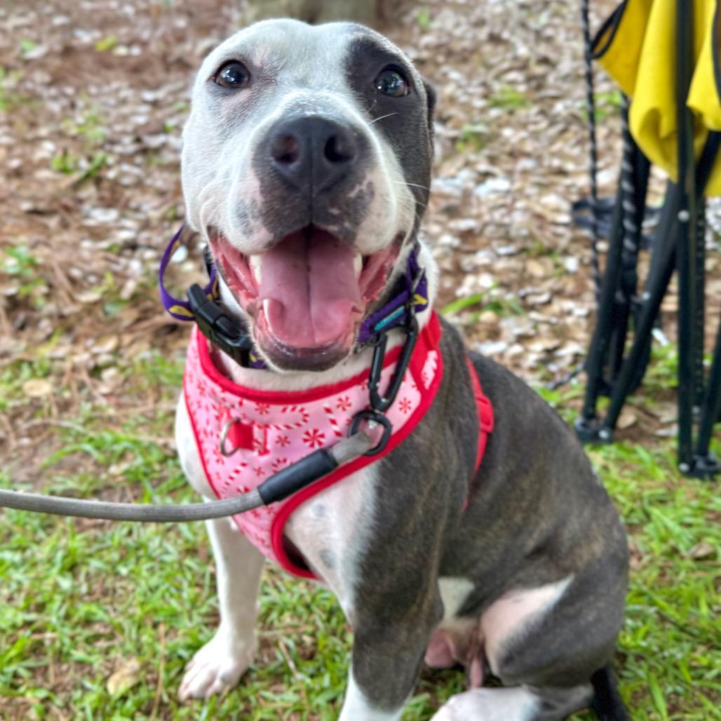Isabelle, a Adoptable mixed breed in Aberdeen, NC image 6/6