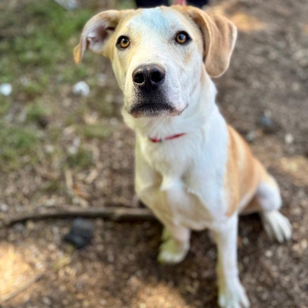 Enlarge Butter, a Adoptable mixed breed in Bloomfield, CT image 1/3