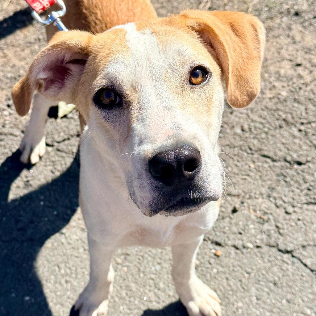 Enlarge Butter, a Adoptable mixed breed in Bloomfield, CT image 2/3