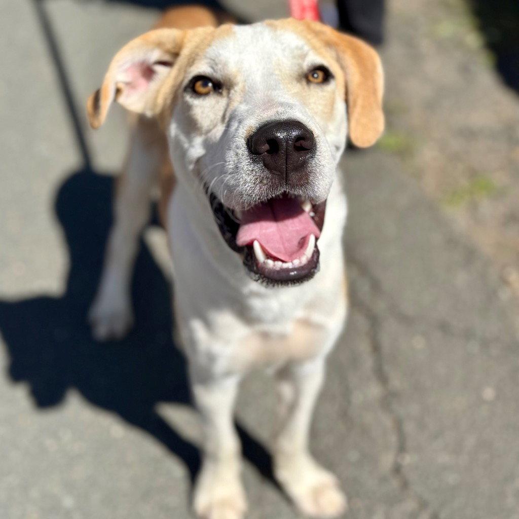 Enlarge Butter, a Adoptable mixed breed in Bloomfield, CT image 3/3