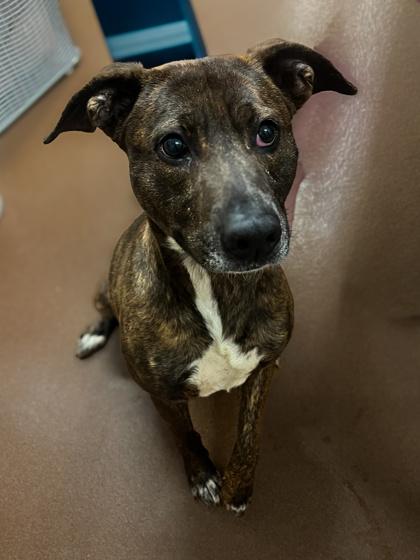Enlarge Willa, a Adoptable Pit Bull Terrier in Winfield, KS image 1/1