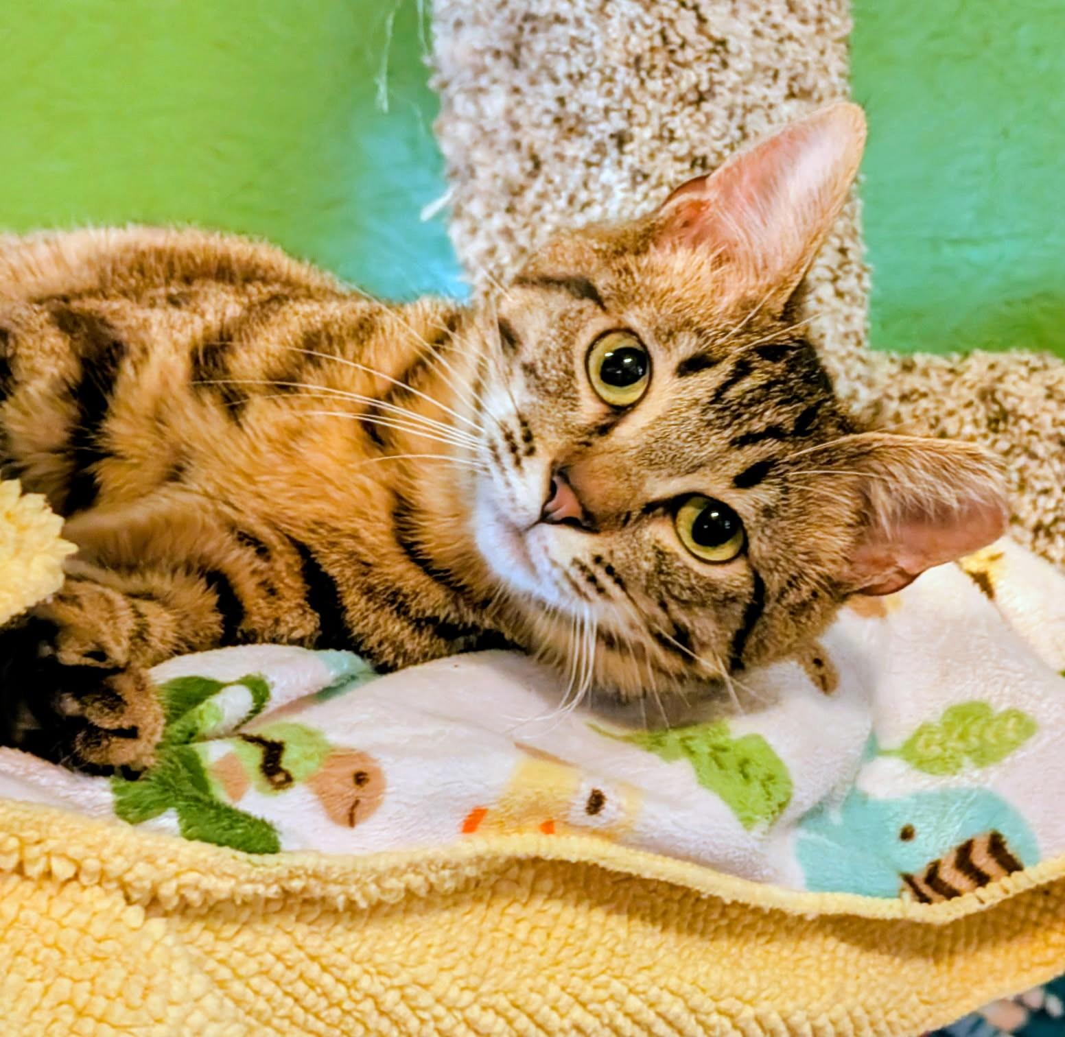 Enlarge Bart & Baxter, Lovable Boys, a ADOPTABLE Tabby in Newport, WA image 4/6