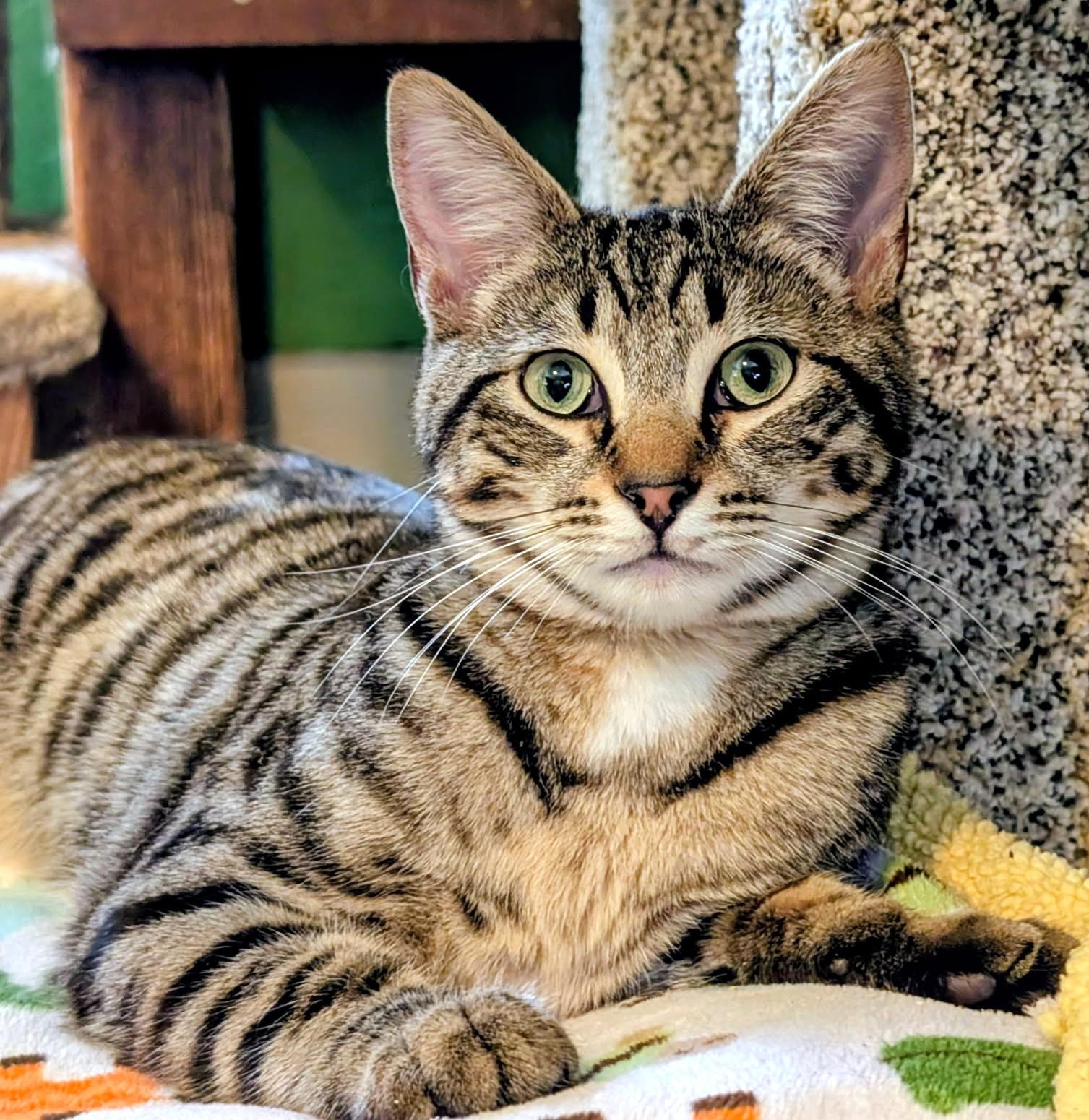 Enlarge Bart & Baxter, Lovable Boys, a ADOPTABLE Tabby in Newport, WA image 5/6