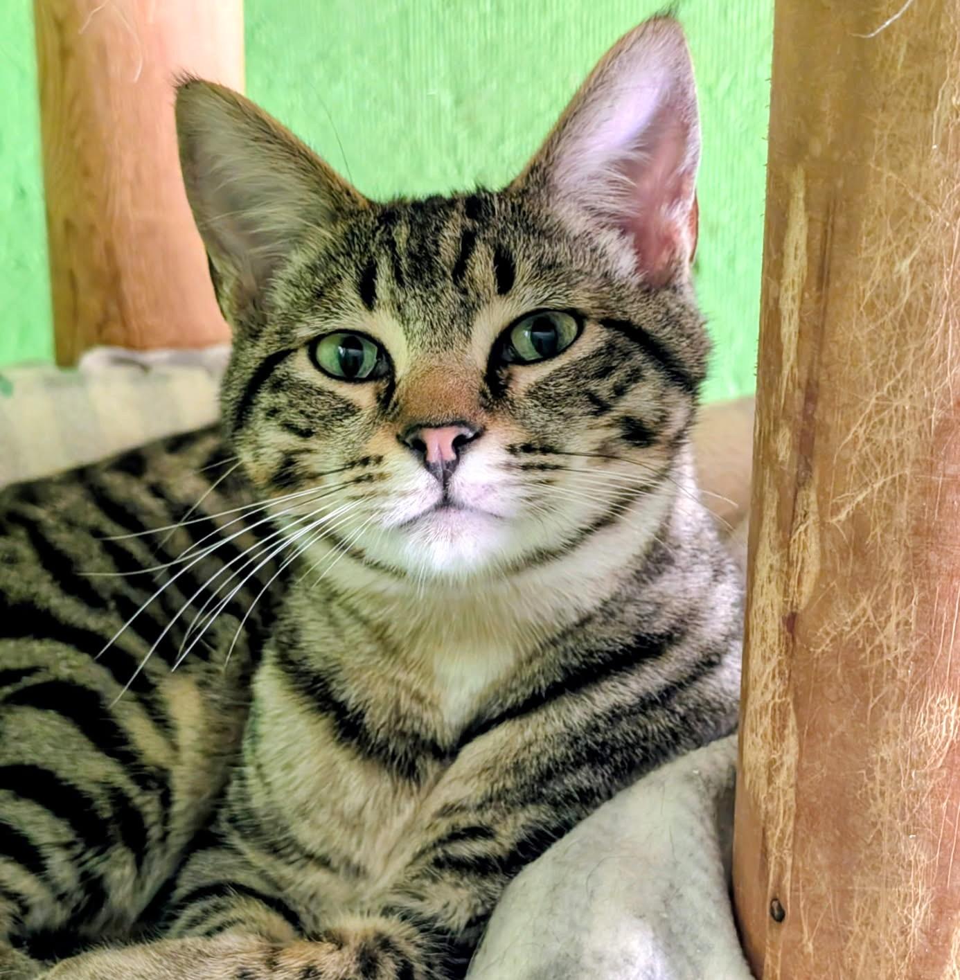 Enlarge Bart & Baxter, Lovable Boys, a ADOPTABLE Tabby in Newport, WA image 3/6