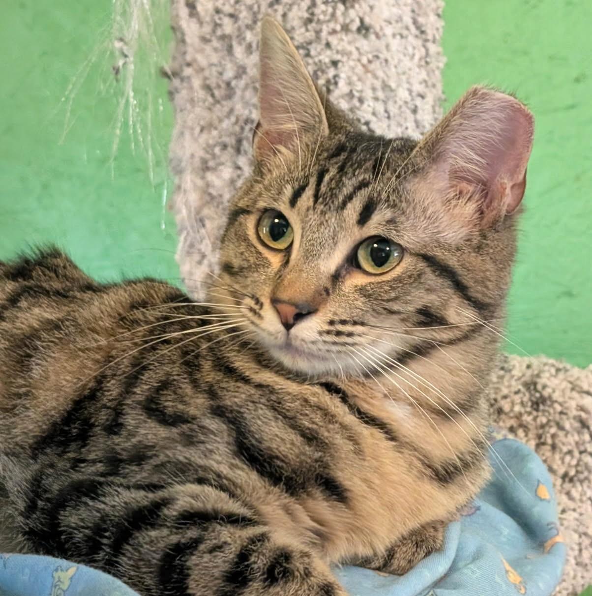 Enlarge Bart & Baxter, Lovable Boys, a ADOPTABLE Tabby in Newport, WA image 2/6