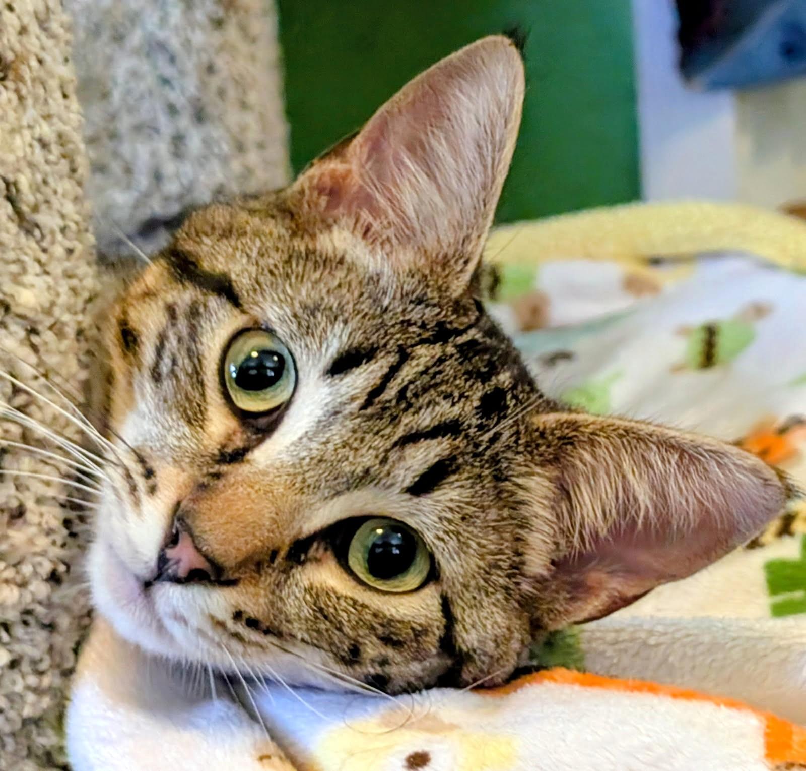 Bart & Baxter, Lovable Boys, ADOPTABLE, Young Male Tabby.