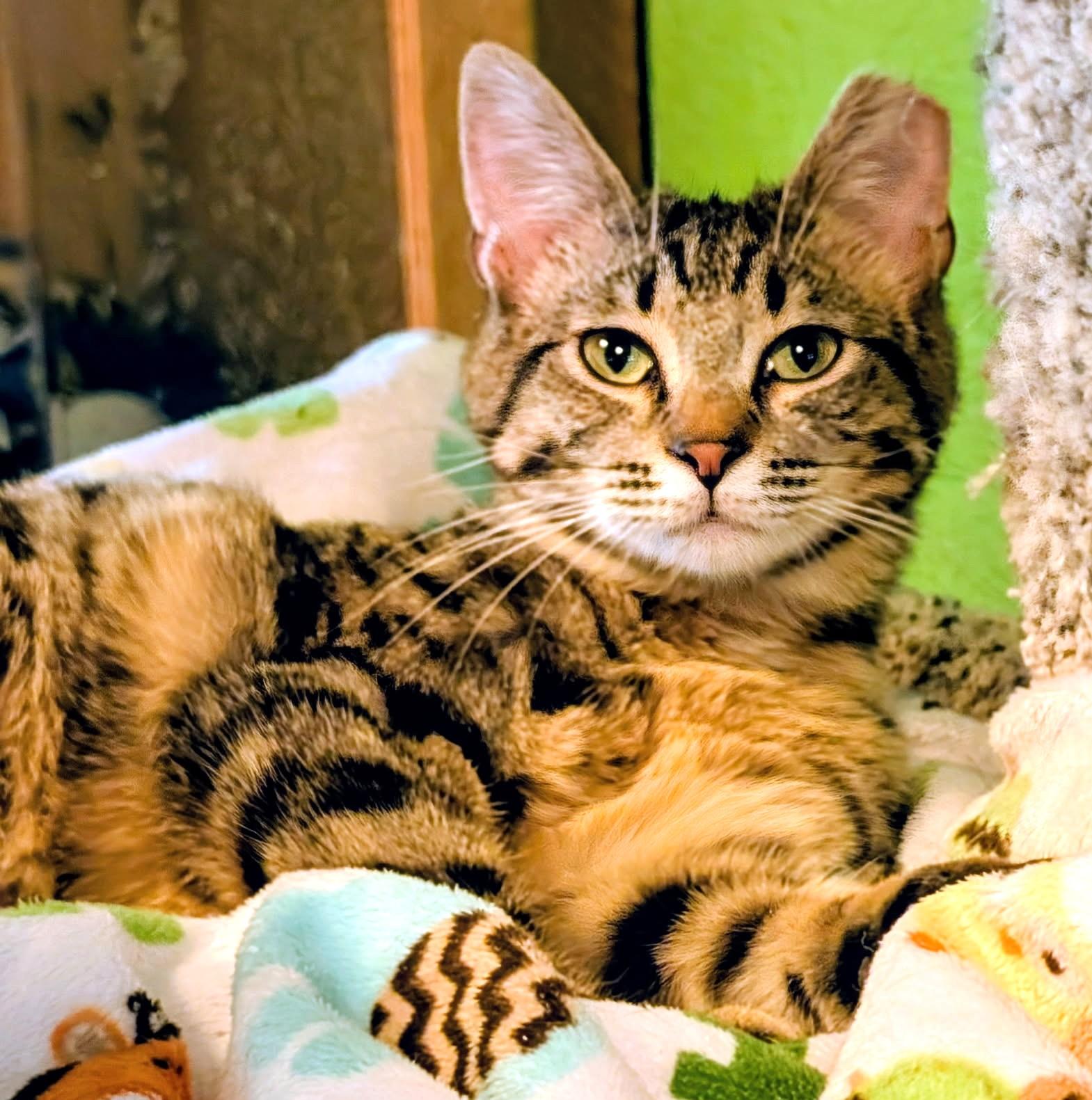 Enlarge Bart & Baxter, Lovable Boys, a ADOPTABLE Tabby in Newport, WA image 6/6