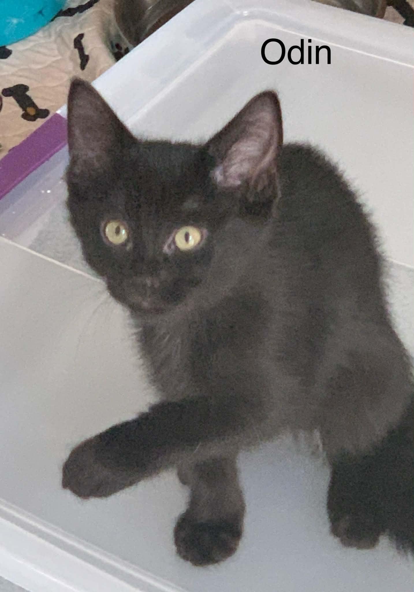 Odin, a Adoptable Bombay in Livonia, MI image 3/4