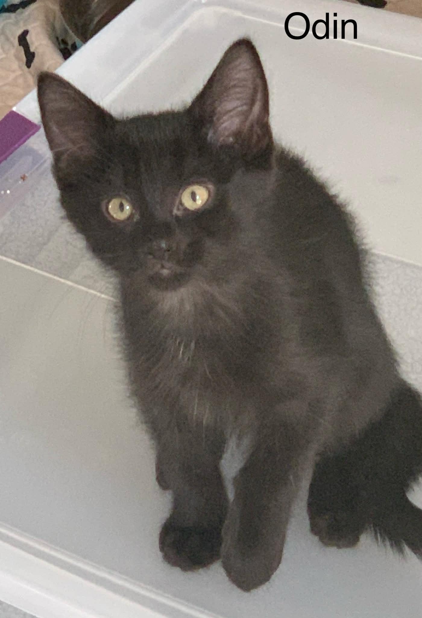 Odin, a Adoptable Bombay in Livonia, MI image 2/4