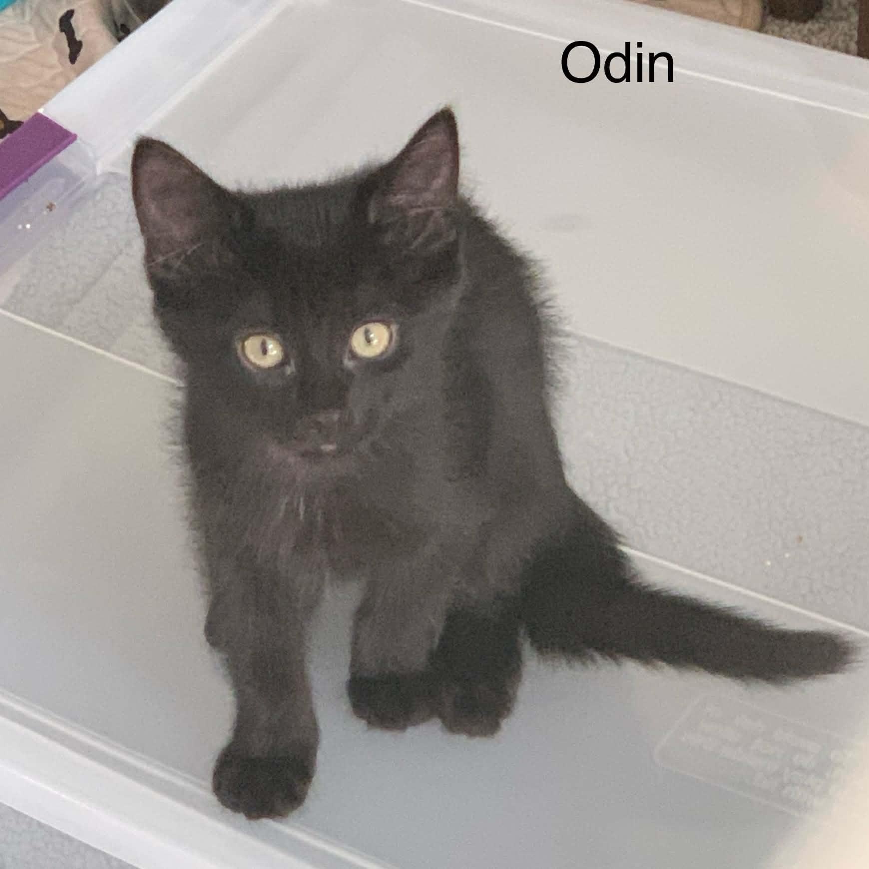 Odin, Adoptable, Kitten Male Bombay.