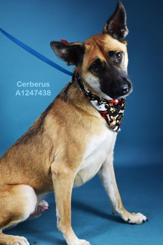 Enlarge Cerberus - URGENT AND AT RISK, an adoptable mixed breed in Thousand Oaks, CA image 1/1