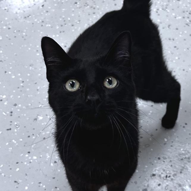 Shabu, Adoptable, Adult Male Domestic Short Hair.