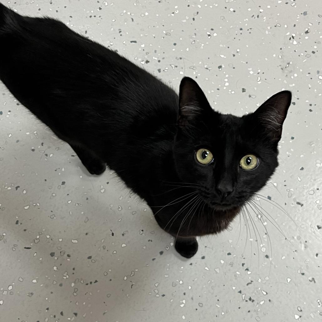 Enlarge Shabu, a Adoptable Domestic Short Hair in Yucca Valley, CA image 2/4