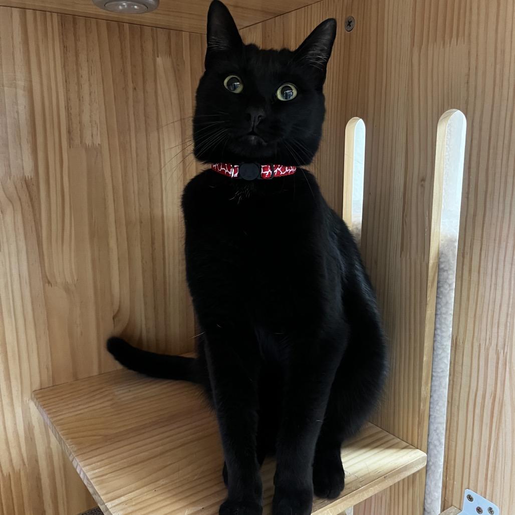 Enlarge Shabu, a Adoptable Domestic Short Hair in Yucca Valley, CA image 3/4