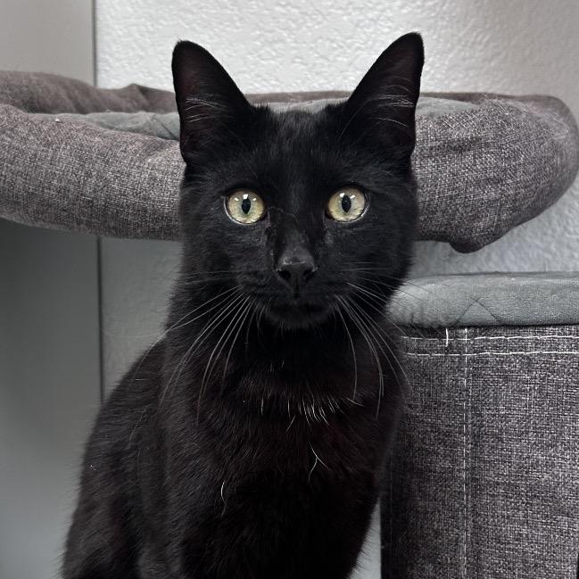 Enlarge Shabu, a Adoptable Domestic Short Hair in Yucca Valley, CA image 4/4