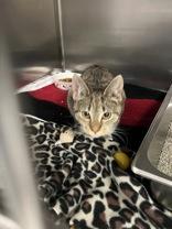 Enlarge Arwen, a ADOPTABLE Domestic Short Hair in Lock Haven, PA image 1/1