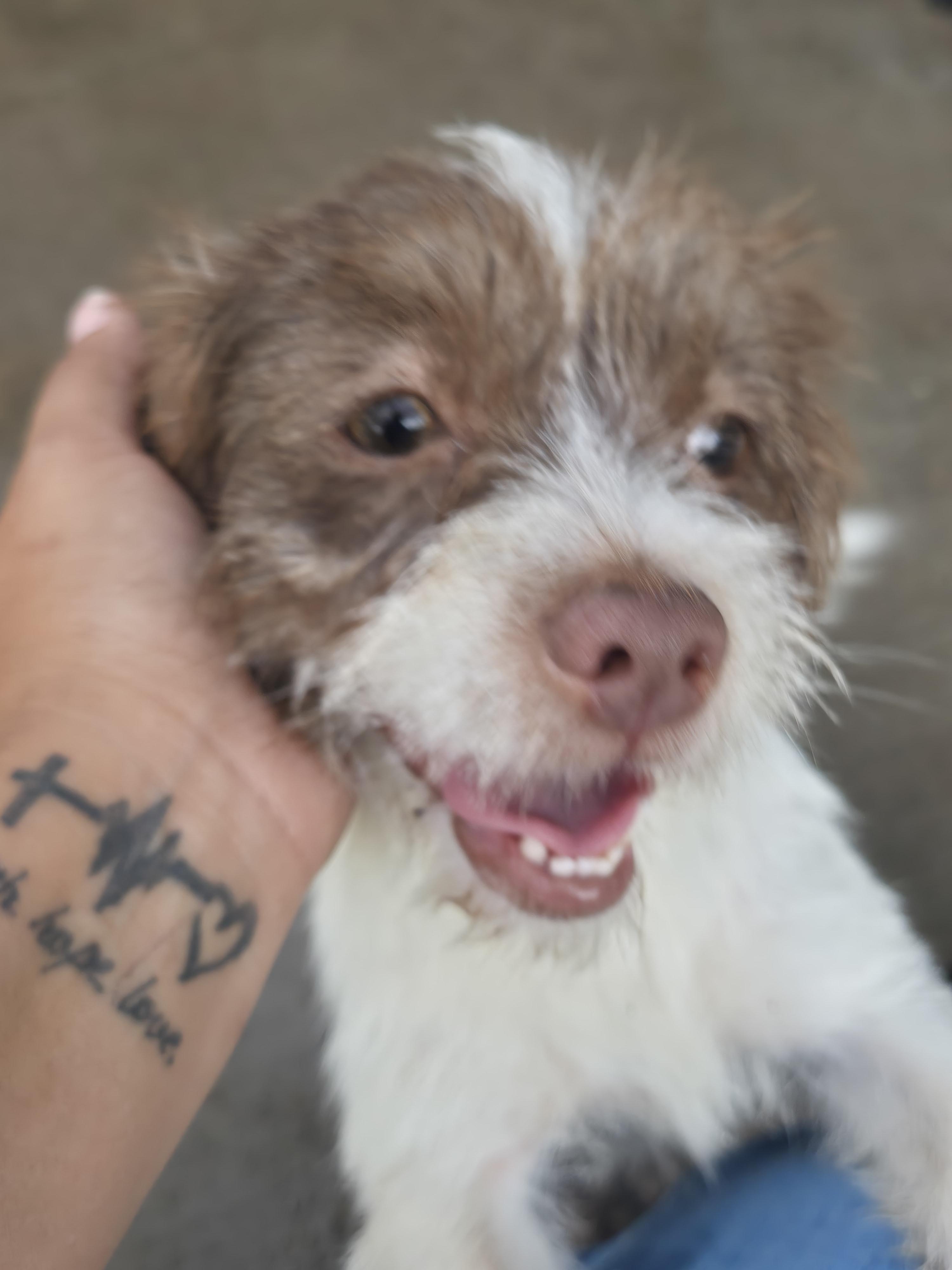 Enlarge Cathy, an adopted mixed breed in Baltimore , MD image 3/3