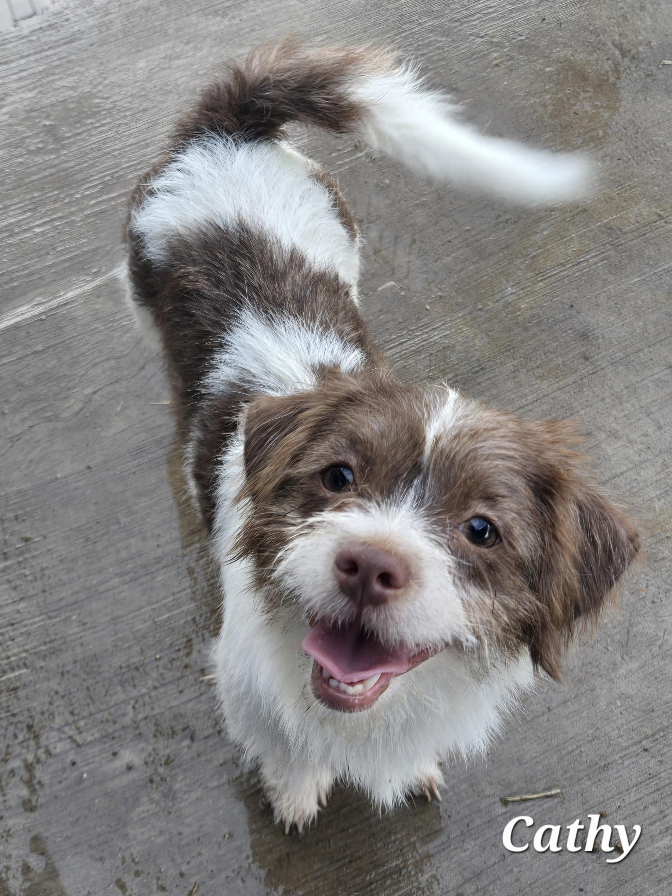 Enlarge Cathy, an adopted mixed breed in Baltimore , MD image 1/3