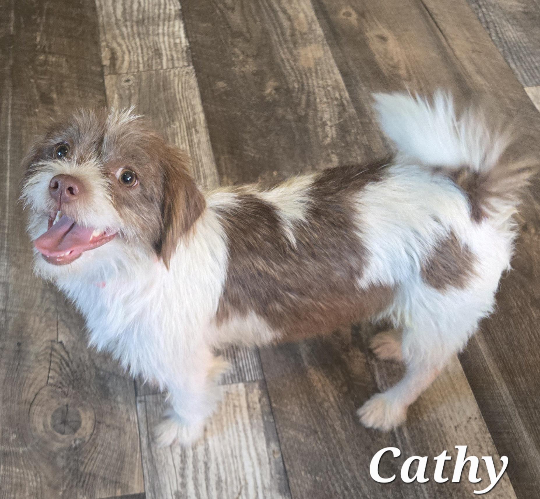 Enlarge Cathy, an adopted mixed breed in Baltimore , MD image 2/3