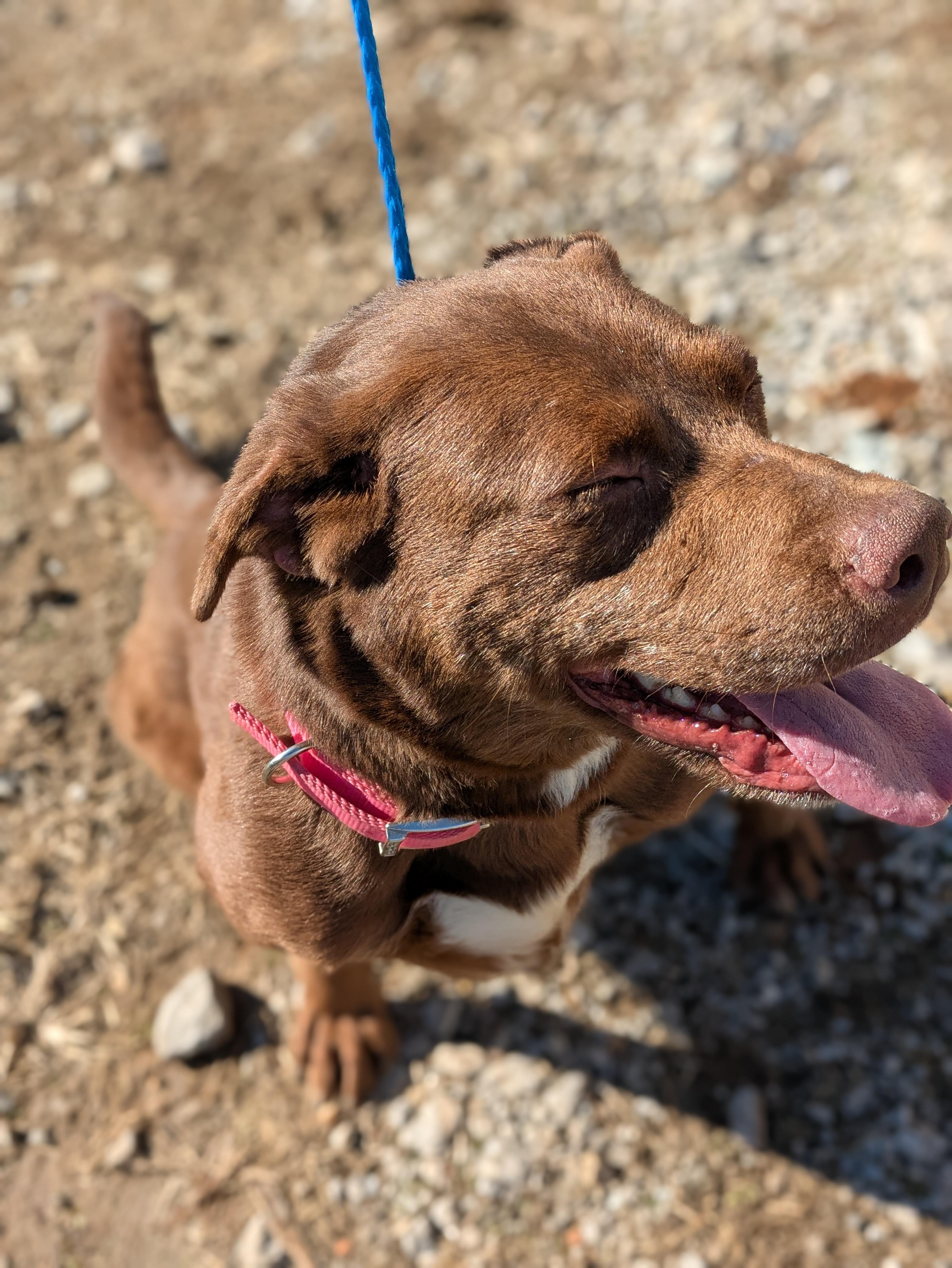 Hope, a Adoptable mixed breed in Huntsville, AL image 4/4