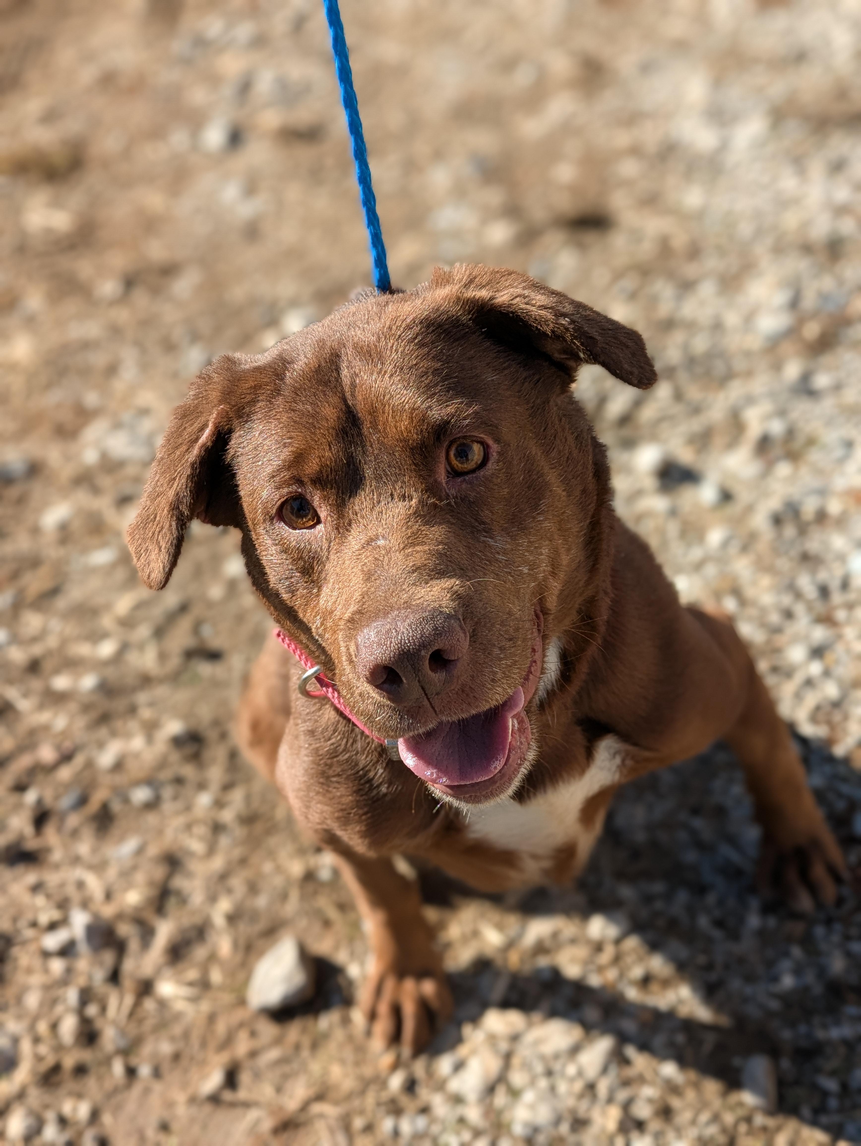 Hope, a Adoptable mixed breed in Huntsville, AL image 2/4