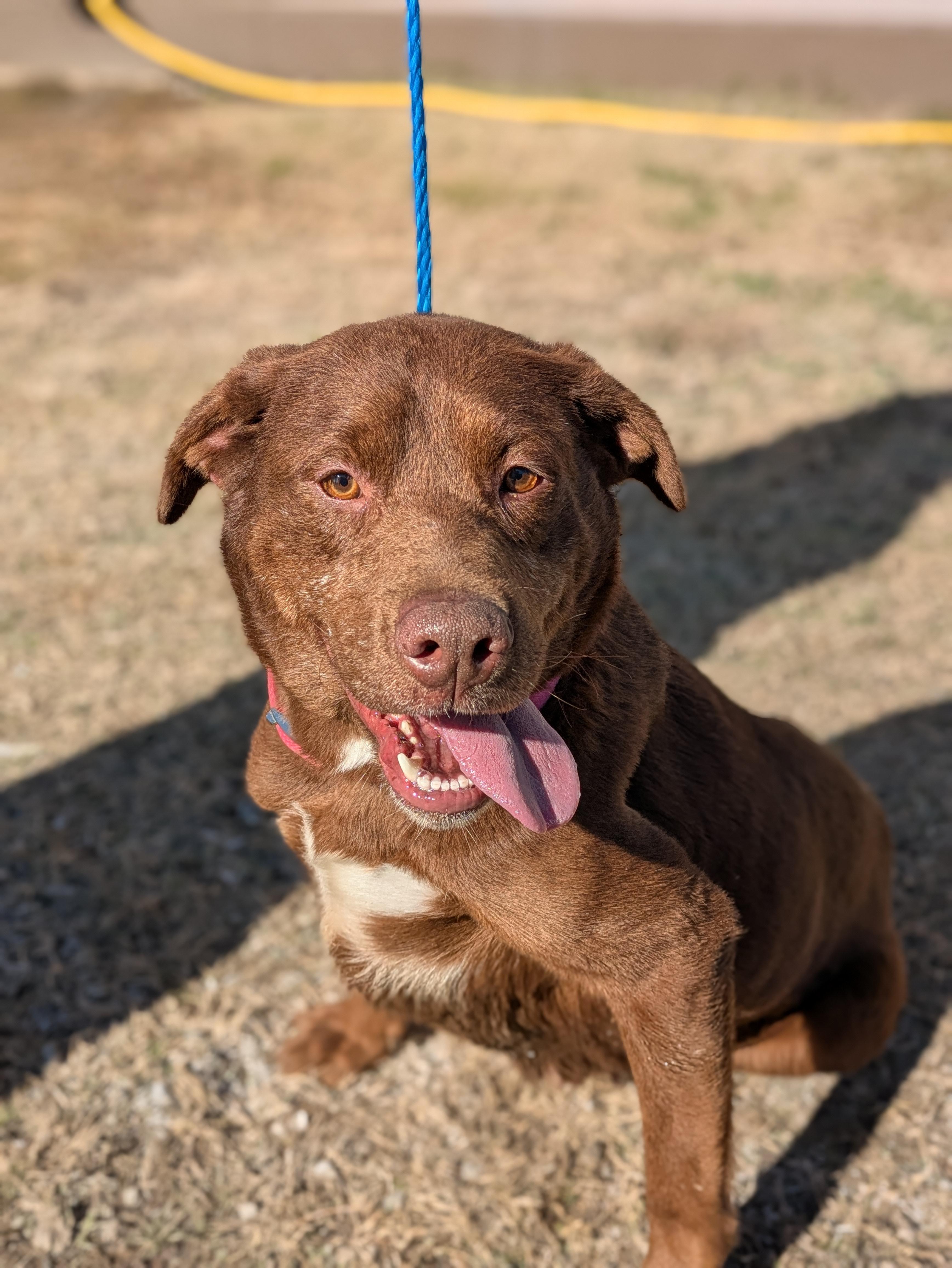 Hope, a Adoptable mixed breed in Huntsville, AL image 1/4