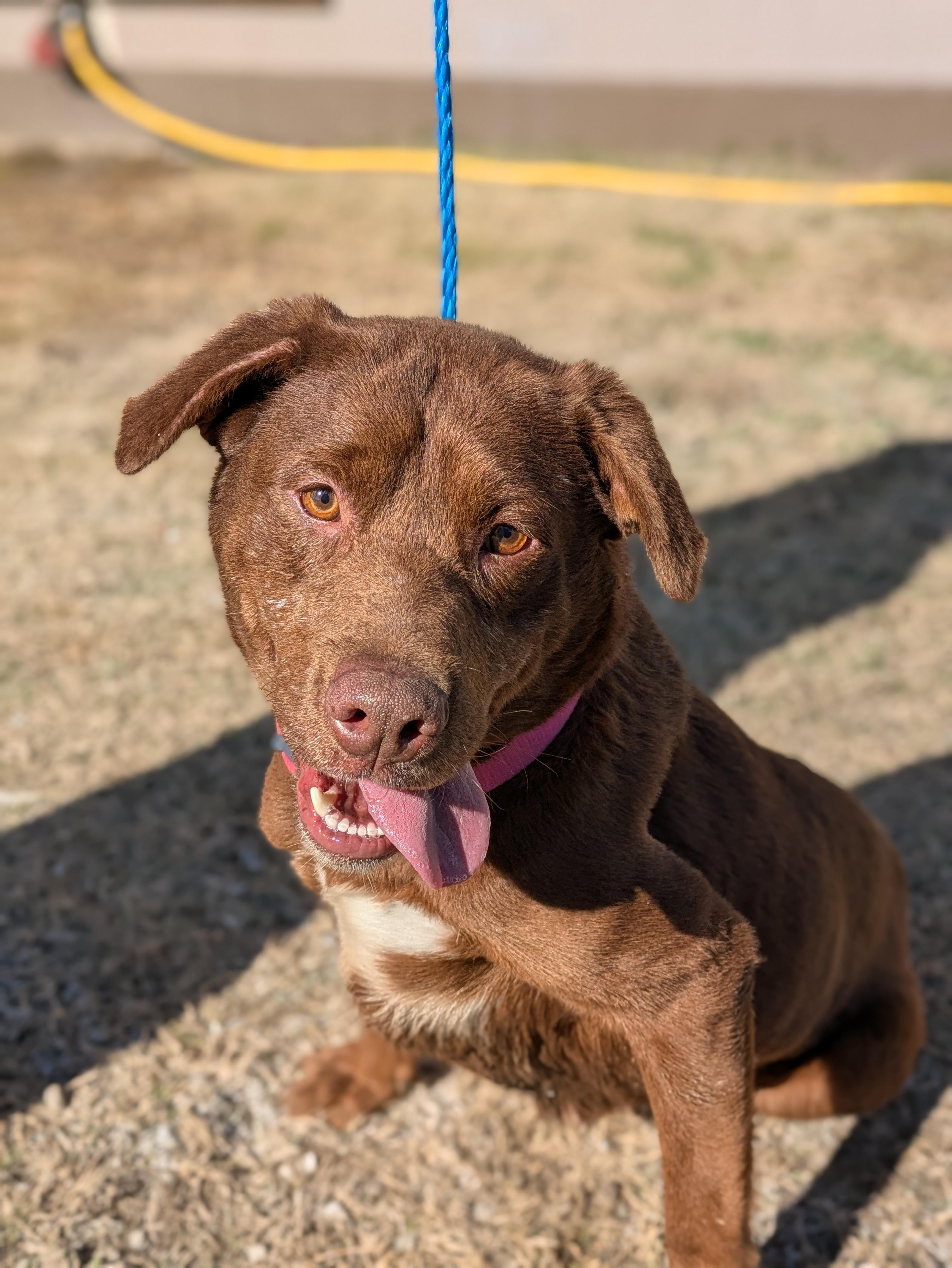 Hope, a Adoptable mixed breed in Huntsville, AL image 3/4
