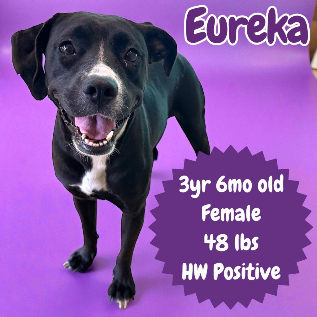 Enlarge Eureka, a Adoptable mixed breed in Sorrento, LA image 1/1