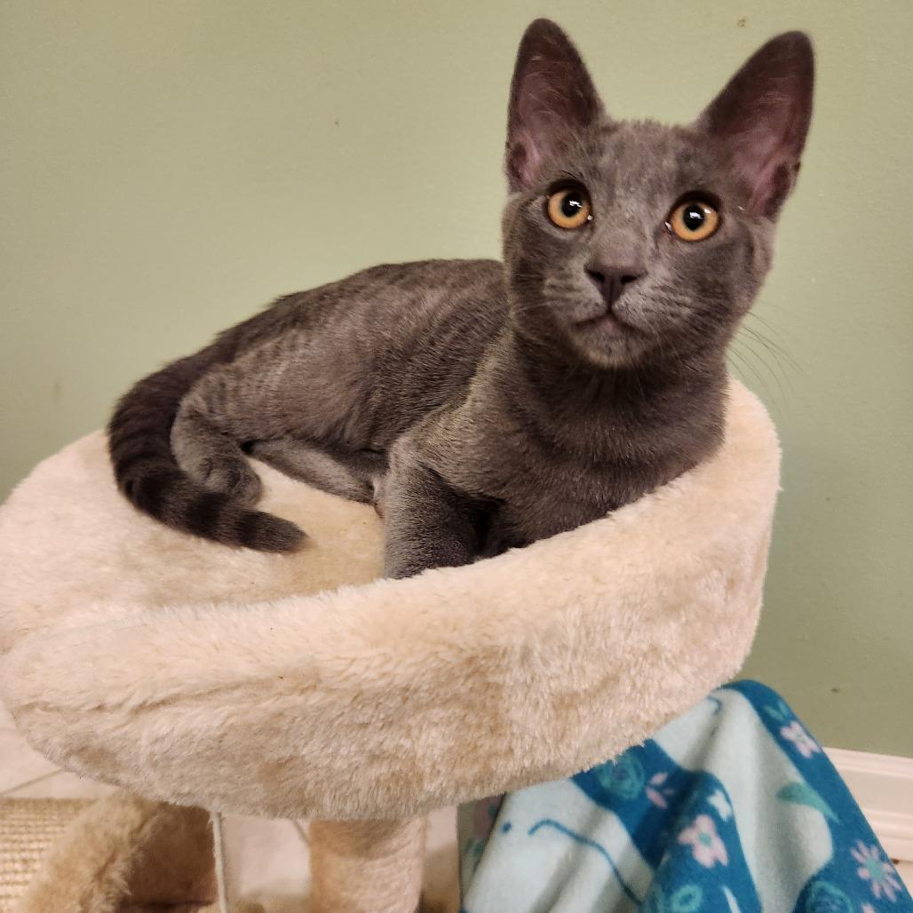 Cookie, Adoptable, Kitten Female Domestic Short Hair.