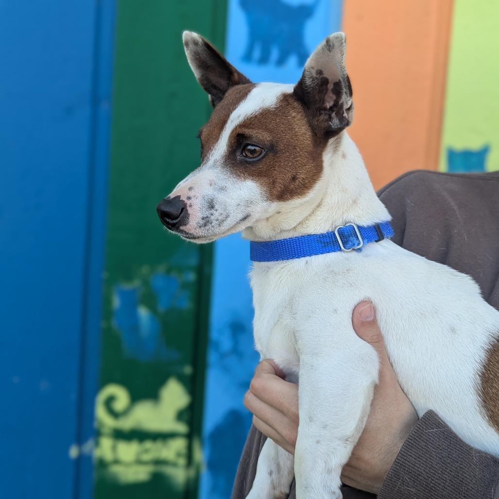 Enlarge Dino, a Adoptable Mixed Breed in Hendersonville, NC image 1/6