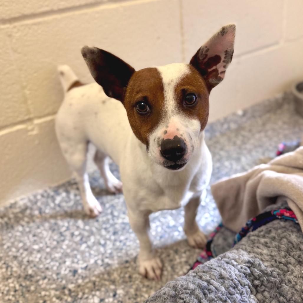 Enlarge Dino, a Adoptable Mixed Breed in Hendersonville, NC image 2/6