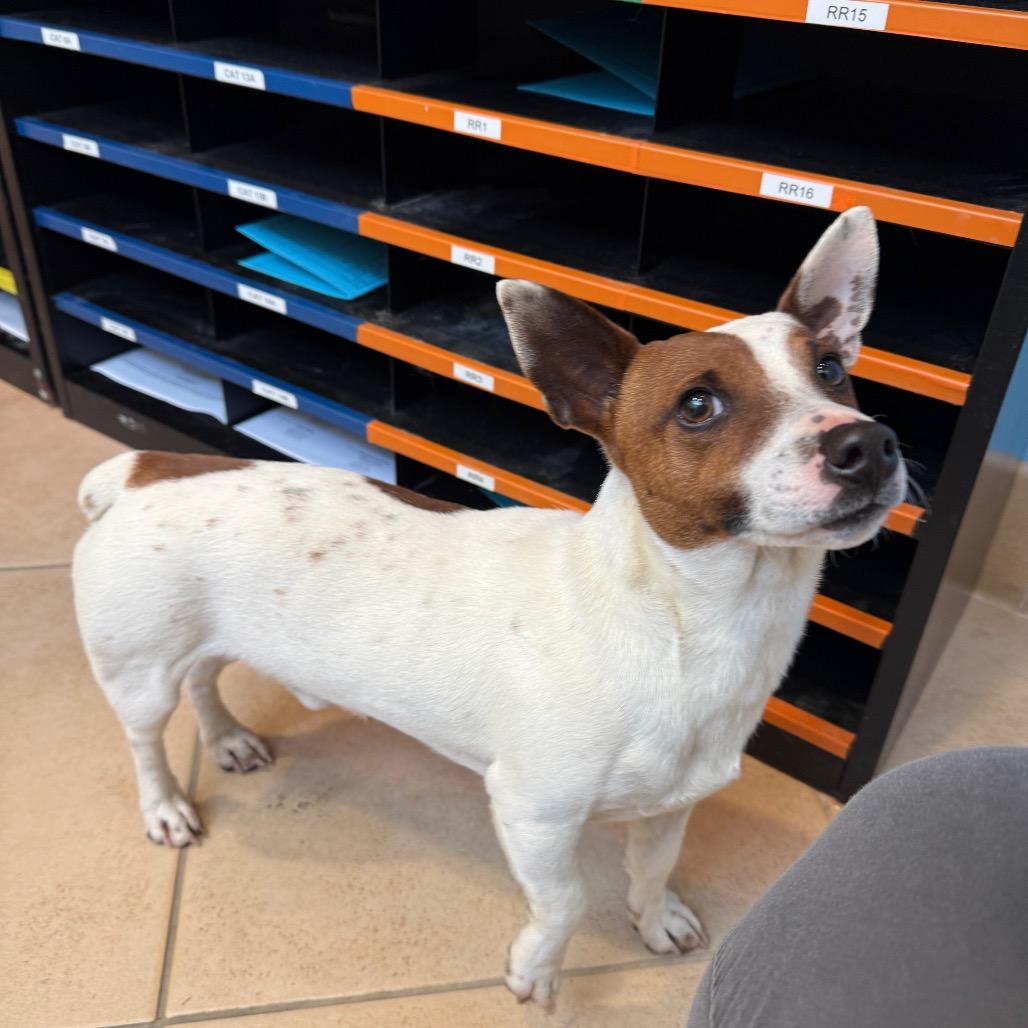 Enlarge Dino, a Adoptable Mixed Breed in Hendersonville, NC image 3/6