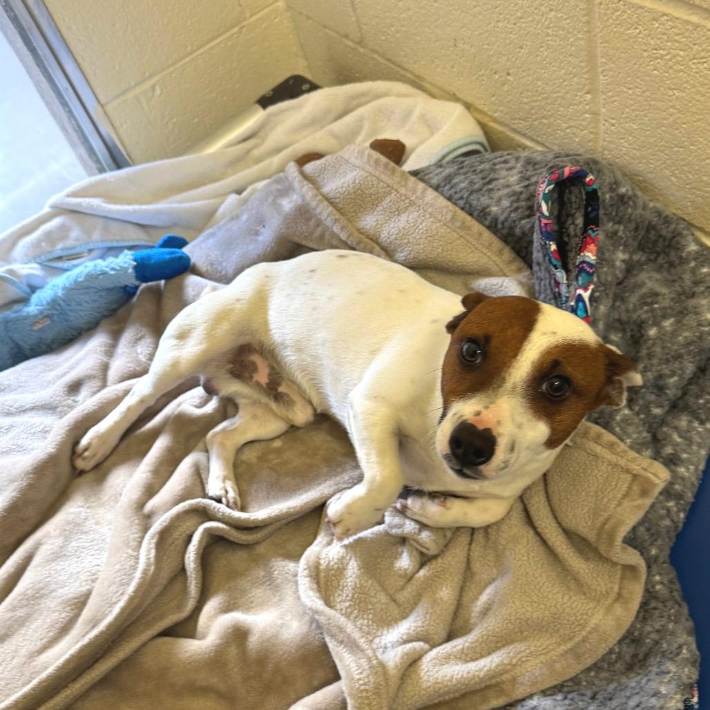 Enlarge Dino, a Adoptable Mixed Breed in Hendersonville, NC image 4/6