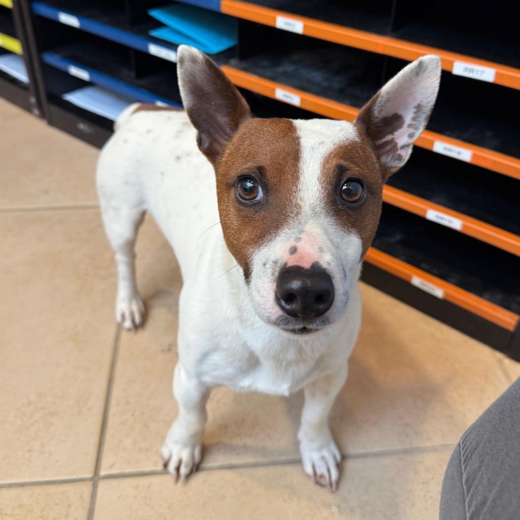 Enlarge Dino, a Adoptable Mixed Breed in Hendersonville, NC image 5/6