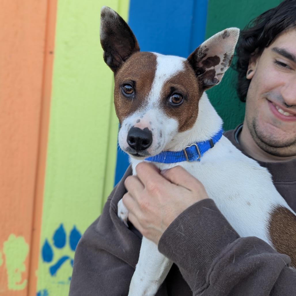 Enlarge Dino, a Adoptable Mixed Breed in Hendersonville, NC image 6/6